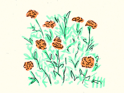 Marigolds color drawing illustration plants