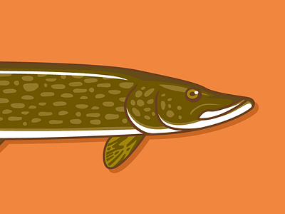 Northern Pike fish illustration northern pen
