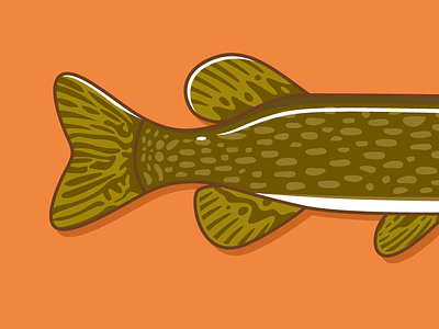 Northern Pike fish illustration northern pen