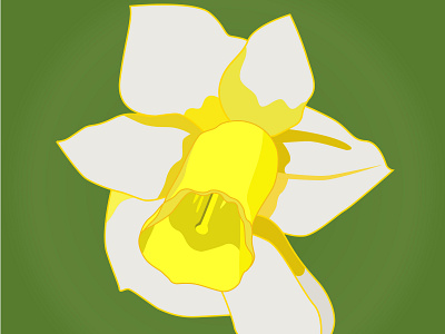 Daffodils