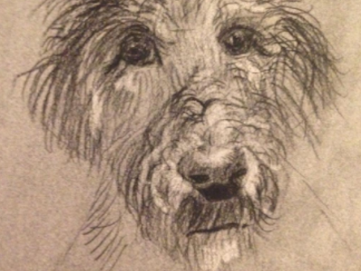Dog Portrait - Charcoal animal charcoal dog drawing illustration pet