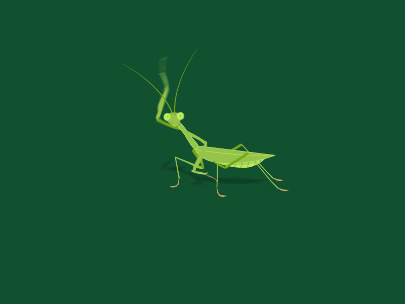 Mantis 2d after effects animation flat happy illustration mantis