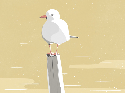 Seagull study