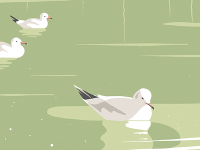 Seagulls birds green illustration ipadpro lake pond procreate seagulls water