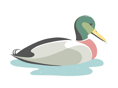 Mallard duck illustration ipad pro lake mallard procreate procreateclub