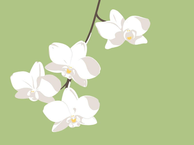 Orchid green procreate ipadpro illustration spring bloom flower orchid