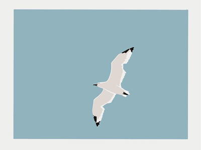Seagull illustration procreate seagull sky