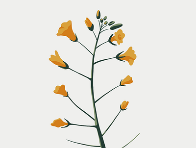 Yellow Flowers flowers flowers illustration illustration ipadpro procreate wildflowers yellow