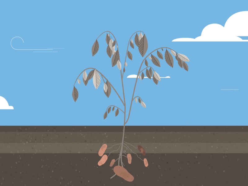 Potatoe Plant Growth 2d animation explainer gif motion graphics video