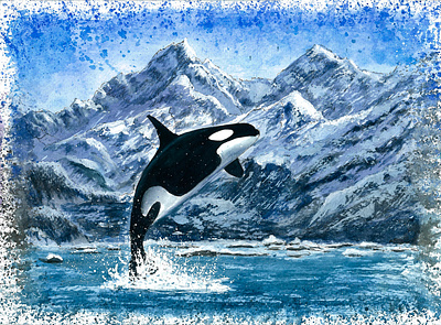 Killer whale Watercolor illustration design illustration kamchatka nature watercolor whale