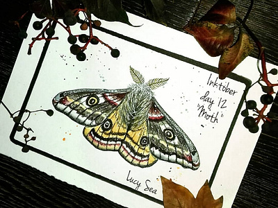 Moth bookillustration design illustration illustrator nature nature illustration poster print typography watercolor