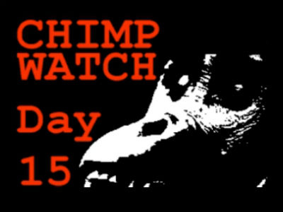 Days Since Last Chimp Attack chimpanzee creative genius safety zoo