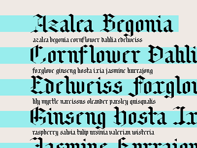 Hexel Blackletter blackletter calligraphy glyphsapp hexels lettering specimen type type design