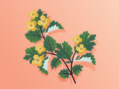 Celandine flower 2d flat flower illustration vector