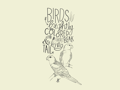 Birds birds graphic design handmade illustration lettering parakeets typography vector