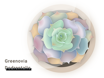 Succulent - Greenovia Dodrentalis art color illustration succulent