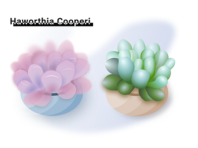 Succulent - Haworthia Cooperi drawing pair succulent twin