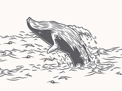 Whale (detail) breach ocean water whale