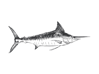 Illustration - Swordfish big game fish fish illustration swordfish t shirt graphic