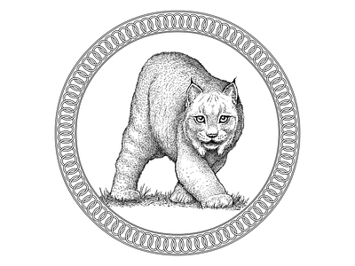 Canada Lynx cat illustration ink ink drawing line art nature nature art wild wilderness wildlife