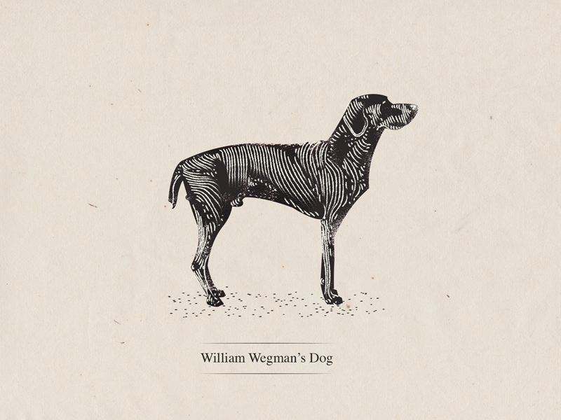 Wegman's Dog weimaraner dog photographer wegman