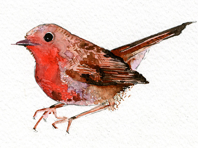 mr robin watercolour