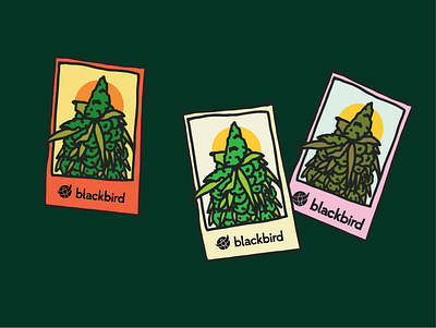 Blackbird Tarot Cards cannabis illustration pot tarot cards weed