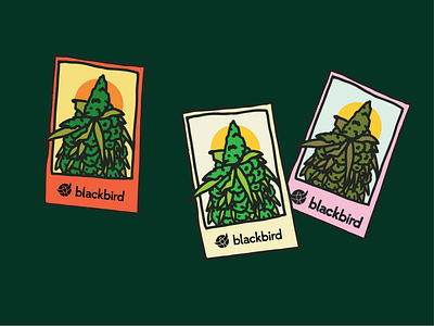 Blackbird Tarot Cards