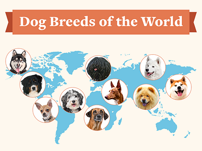 Dog Breeds of the World Infographic dog dog breeds dogs infographic