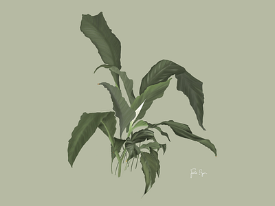 Peace Lily dailycuttings illustration plant plant illustration sketchbook pro