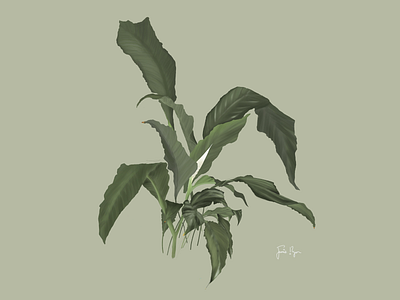 Peace Lily