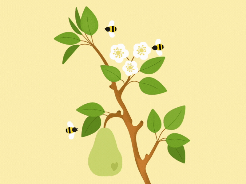 The Pear and the Bees animation illustration motion graphics vector
