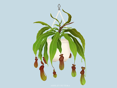 Pitcher Plant digital art house plant illustration pitcher plant plant