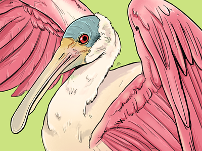 Avian August - Spoonbill bird digital art illustration spoonbill