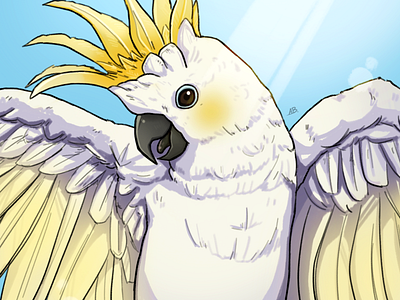 Avian August - Sulphur Crested Cockatoo