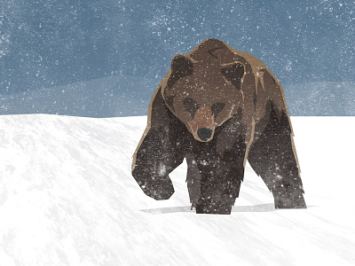 Dribbble Bear bear illustration