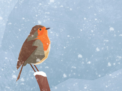 Robin bird illustration robin