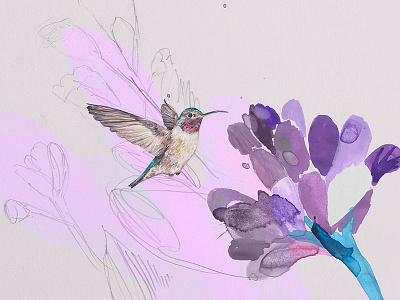 Hummingbird & flower illustration digital illustration drawing flower hummingbird illustration watercolor