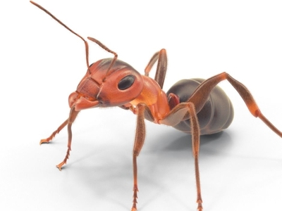 Most Common Household Pests By Rose Stewart On Dribbble   Ants In The Bathroom 1x 