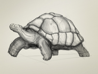 Turtle drawing drawing giant turtle sketch turtle