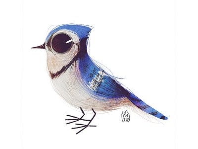 Cute Birds: Bluejay