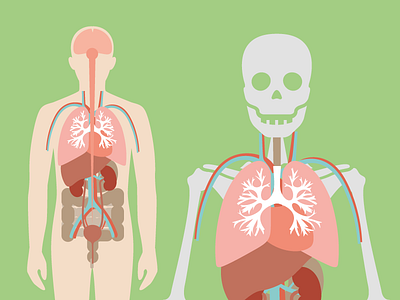 Human Form Infographic