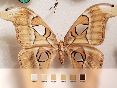 Color Palette - Butterfly animals beige brown butterfly color palette cream insects soft