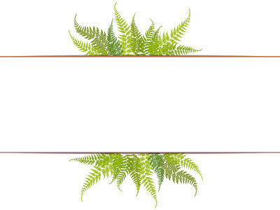 Frame with fern leaves fern frame leaves plant ornament plants