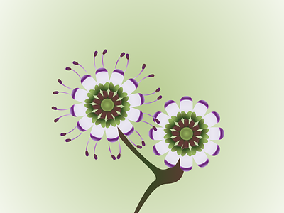 Hebe Franciscana adobe xd design flower flower illustration flowers illustration illustrations nature