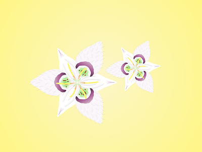 Lyall's Mariposa design flower flower illustration illustration illustrations nature