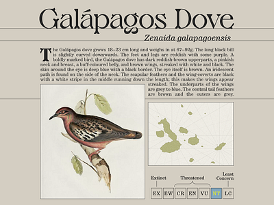 Galápagos Dove bird encyclopedia nature traditional typography wikipedia