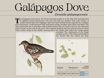 Galápagos Dove