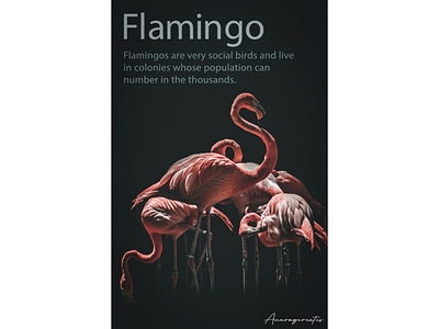 Flamingo poster art branding design font black white space design graphic design illustration photoshop portfolio portrait postcard poster poster art poster design print typography vector web design