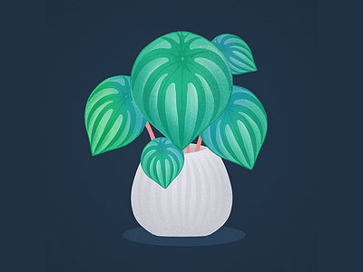 Watermelon Peperomia houseplant illustration peperomia plant plant illustration watermelon